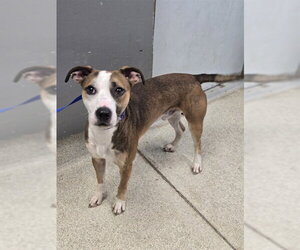 American Staffordshire Terrier-Unknown Mix Dogs for adoption in Tallahassee, FL, USA
