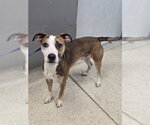 Small American Staffordshire Terrier Mix