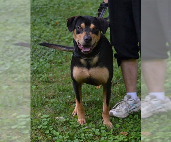 Medium Photo #3 Mutt Puppy For Sale in Enfield, CT, USA