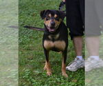 Small #2 Mutt