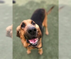 Bloodhound-Unknown Mix Dogs for adoption in Lakewood, CO, USA