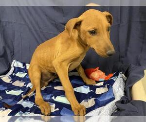 Doberman Pinscher-Unknown Mix Dogs for adoption in Modesto, CA, USA