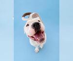 Small #2 American Pit Bull Terrier