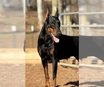 Small #5 Doberman Pinscher