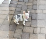 Small #1 French Bulldog