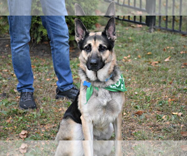 Medium Photo #2 German Shepherd Dog Puppy For Sale in Spring Lake, NJ, USA