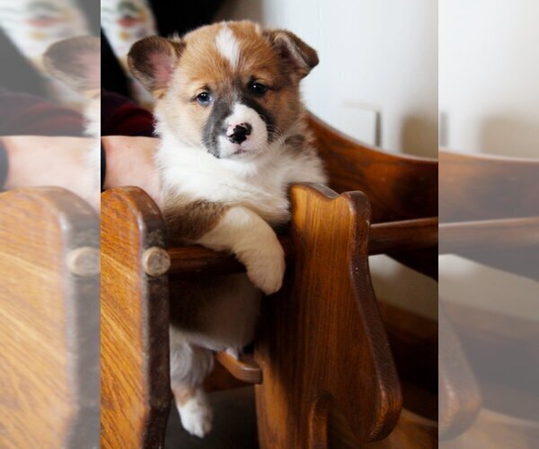 Medium Photo #26 Pembroke Welsh Corgi Puppy For Sale in FAIR GROVE, MO, USA