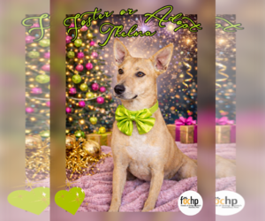 Mutt Dogs for adoption in Menifee, CA, USA