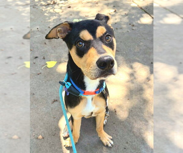 Medium Photo #1 Doberman Pinscher-Unknown Mix Puppy For Sale in Sacramento, CA, USA