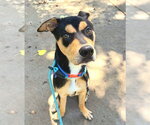 Small Doberman Pinscher Mix