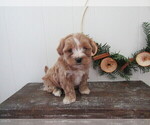 Small Photo #4 Maltipoo (Miniature) Puppy For Sale in SUGARCREEK, OH, USA