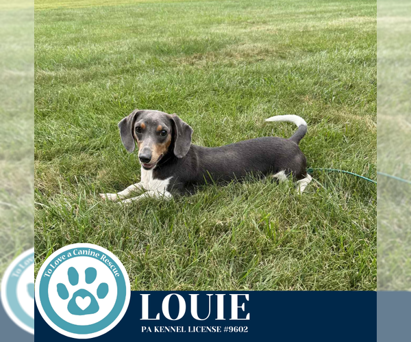 Medium Photo #1 Dachshund Puppy For Sale in Kimberton, PA, USA