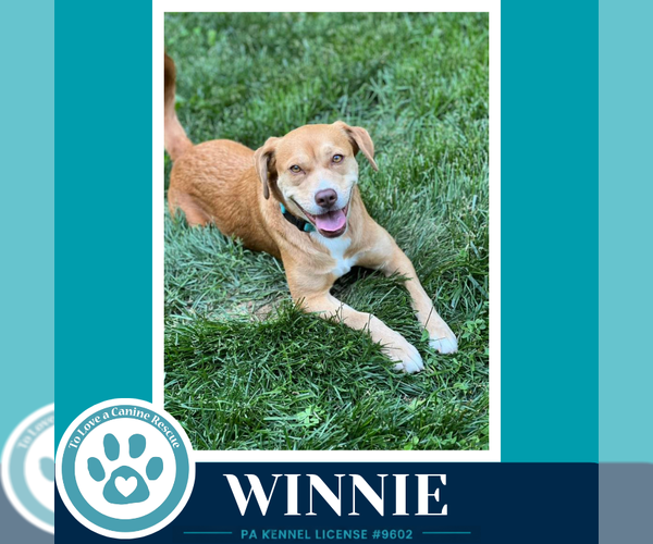Medium Photo #4 American Pit Bull Terrier-Beagle Mix Puppy For Sale in Kimberton, PA, USA