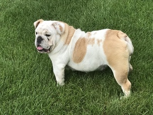 Bulldog Puppy for sale in BUFFALO, MN, USA