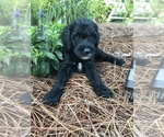 Small Photo #1 Goldendoodle Puppy For Sale in PINEHURST, NC, USA