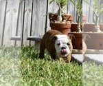 Small Photo #3 Bulldog Puppy For Sale in JACKSONVILLE, FL, USA