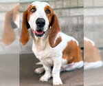 Small #1 Basset Hound