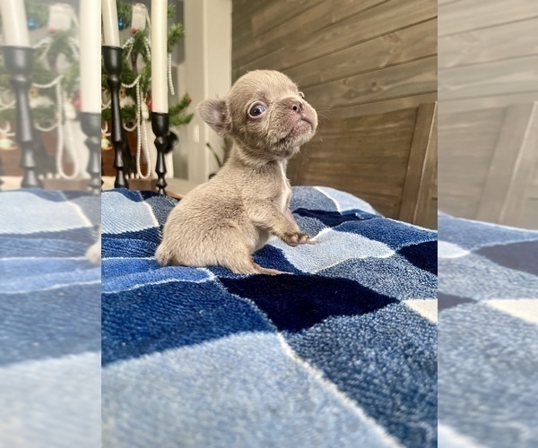 Medium Photo #15 French Bulldog Puppy For Sale in EASTVALE, CA, USA