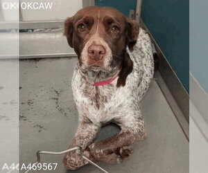 Brittany-German Shorthaired Pointer Mix Dogs for adoption in Curwensville, PA, USA