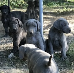 Great Dane Puppy for sale in MARSHALL, MO, USA