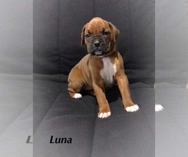 Medium Photo #6 Boxer Puppy For Sale in APPLE CREEK, OH, USA