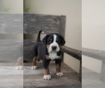 Puppy Max Greater Swiss Mountain Dog