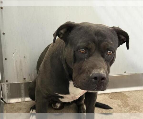 Medium Photo #1 Mutt Puppy For Sale in San Bernardino, CA, USA