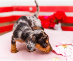 Small Photo #23 Dachshund Puppy For Sale in WAKARUSA, IN, USA