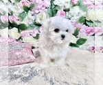 Small #61 Maltese