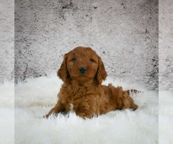 Medium Photo #3 Goldendoodle (Miniature) Puppy For Sale in ITASCA, TX, USA