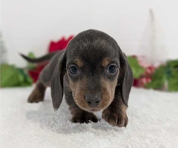 Medium Photo #11 Dachshund Puppy For Sale in GOSHEN, IN, USA