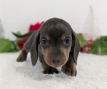 Small #10 Dachshund