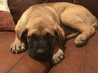 Mastiff Puppy for sale in ALICE, TX, USA