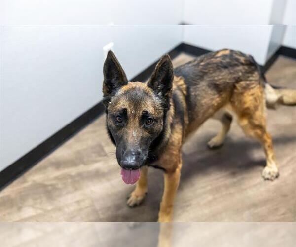 Medium Photo #2 German Shepherd Dog Puppy For Sale in Aurora, IL, USA