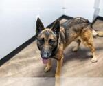 Small #1 German Shepherd Dog