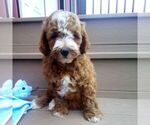 Small #2 Goldendoodle (Miniature)