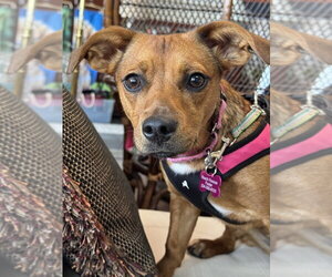 Honeybee - Female Mutt Dog for Adoption - Photo #19