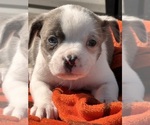 Puppy 1 Australian Shepherd-Boston Terrier Mix