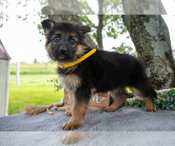 Medium Photo #3 German Shepherd Dog Puppy For Sale in SALEM, IN, USA