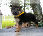 Small Photo #3 German Shepherd Dog Puppy For Sale in SALEM, IN, USA