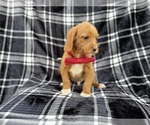 Small #2 Beagle-Labradoodle Mix