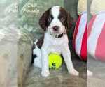 Puppy Puppy 4 English Springer Spaniel