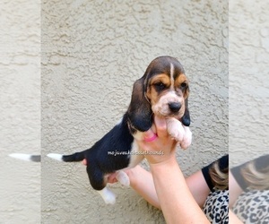 Basset Hound Puppy for sale in WASHINGTON, UT, USA