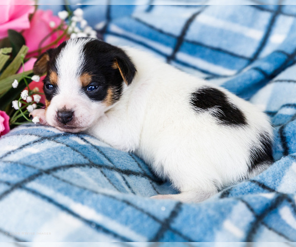 Medium Photo #13 Fox Terrier (Smooth)-Fox Terrier (Toy) Mix Puppy For Sale in WAKARUSA, IN, USA