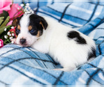 Small #12 Fox Terrier (Smooth)-Fox Terrier (Toy) Mix