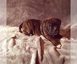 Small Photo #9 Olde English Bulldogge Puppy For Sale in KANSAS CITY, MO, USA