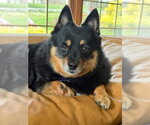 Small #2 Schipperke Mix