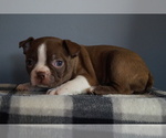 Puppy Valentine Boston Terrier