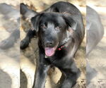 Small #1 Borador