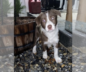 Border Collie Puppy for sale in RADFORD, VA, USA